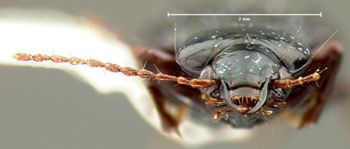 Media type: image;   Entomology 34426 Aspect: head frontal view